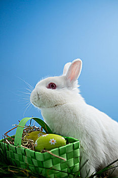 绒毛状,小兔,坐,篮子,复活节彩蛋,蓝色背景,背景