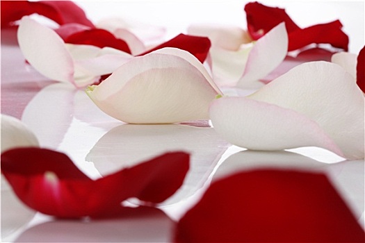 白色,红玫瑰,花瓣