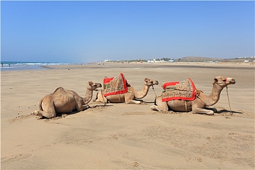 骆驼,海滩,摩洛哥