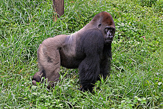 西部低地大猩猩,大猩猩,雄性,银背大猩猩,俘获,西南,区域,喀麦隆,非洲