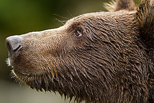 美国,阿拉斯加,卡特麦国家公园,特写,沿岸,棕熊