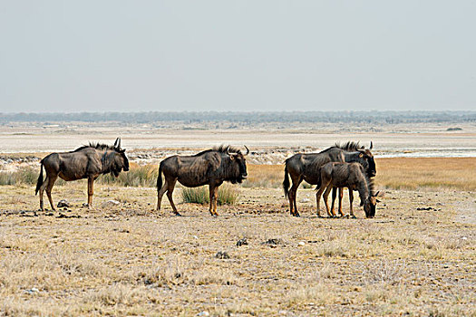 蓝角马,角马,正面,盐磐,埃托沙国家公园,纳米比亚,非洲