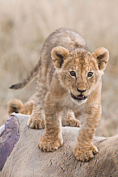 小狮子,狮子座,站,大羚羊,杀,马赛玛拉国家保护区,肯尼亚,非洲