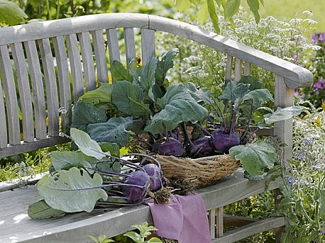 新鲜,紫色,花园,座椅