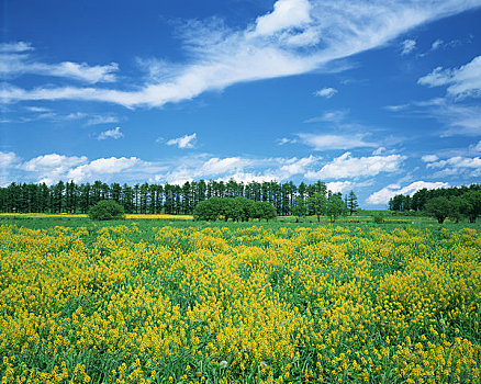 冬天,水芹