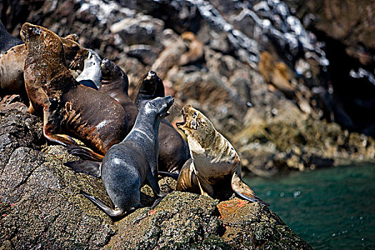 南美海狮,南方,海狮,群,站立,石头,帕拉加斯,国家公园,秘鲁