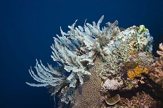 危险,海洋动物,印度尼西亚,东南亚