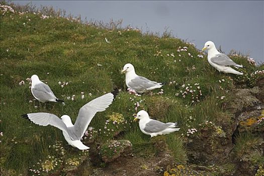 黑脚三趾鸥,三趾鸥,绵羊,粪,悬崖,西部,峡湾,冰岛