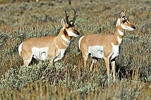 叉角羚,羚羊,北美叉角羚,国家公园,公鹿,母鹿,一对,向上,长,迁徙,南,冬天