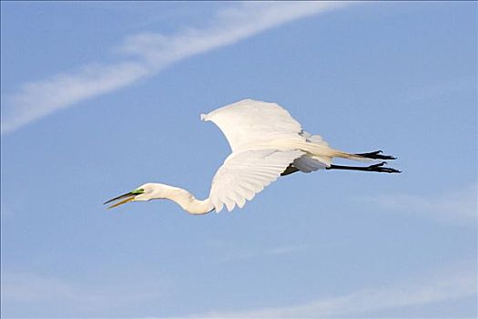 大白鹭,飞行,湿地,墨尔本,佛罗里达,美国