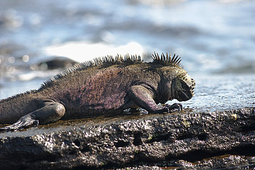 海鬣蜥,加拉帕戈斯群岛,厄瓜多尔
