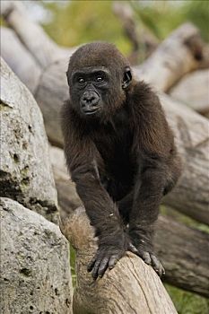 西部低地大猩猩,大猩猩,幼仔,濒临灭绝,物种,非洲,圣地牙哥动物园,加利福尼亚