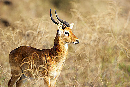 雄性,南卢安瓜国家公园,赞比亚,非洲