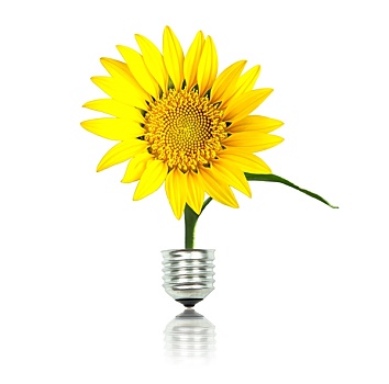 黄色,向日葵,灯泡,能量,概念