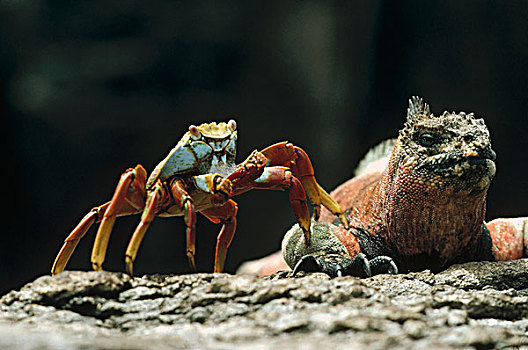 海鬣蜥,细纹方蟹,方蟹,胡德岛,加拉帕戈斯群岛,厄瓜多尔