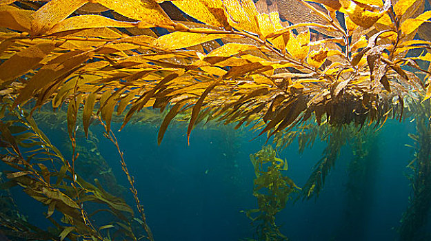巨大,海藻,巨藻,漂浮,水面,加利福尼亚