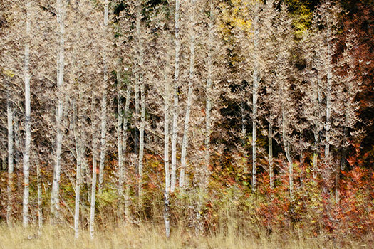 动感,树林,白杨,秋天,笔直,白色,树干,抽象