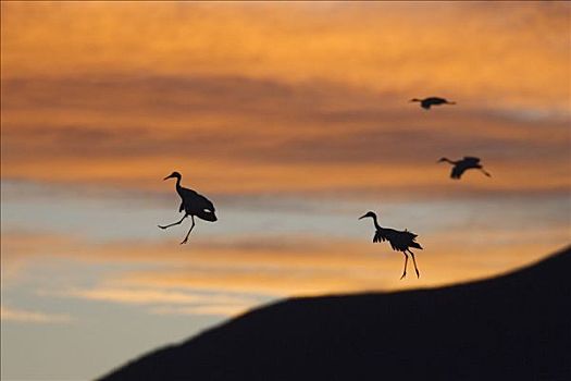 沙丘鹤,四个,降落,日落,博斯克德尔阿帕奇,新墨西哥