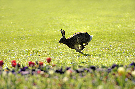 草地,欧洲野兔,跑,侧面,自然,野生动物,动物,野兔,哺乳动物,公园,比赛,花,花坛,全身,户外,快,速度