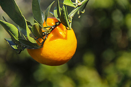 柑橘,柚子