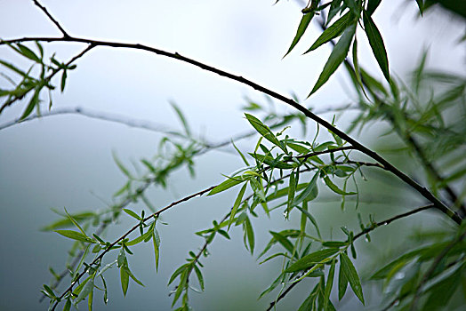 柳树枝叶特写