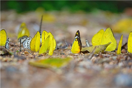许多,黄色,蝴蝶,地上,树林