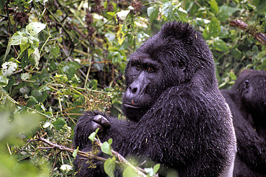 乌干达,山地大猩猩,银背大猩猩,坐
