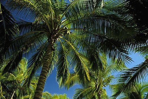 夏威夷,椰树,仰视