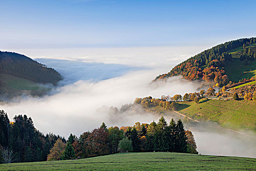 雾,黑森林,巴登符腾堡,德国