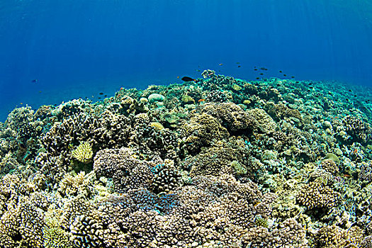 珊瑚,岛屿,日本,亚洲