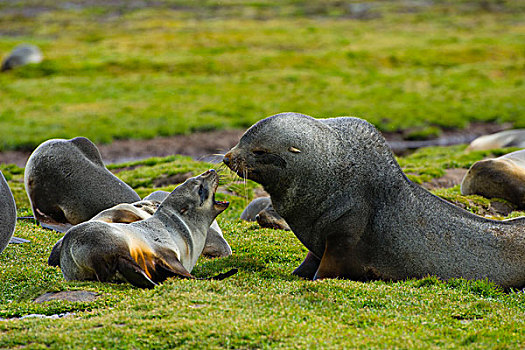 南乔治亚,南极软毛海豹,毛海狮,两个,幼小,排列