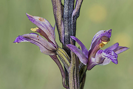 紫罗兰,一朵花,日内瓦州,瑞士,欧洲