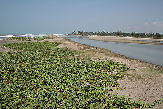 风景,沙阿,岛屿,市场,孟加拉,2008年