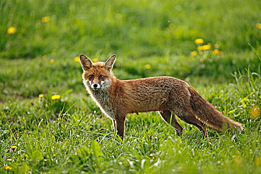 红狐,狐属,黑森州,德国,欧洲