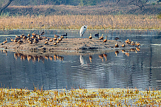 鸟,卡欧迪欧国家公园,联合国教科文组织,生物保护区,拉贾斯坦邦,印度