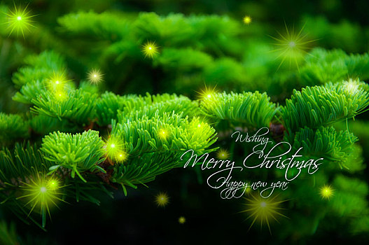 圣诞节贺卡背景,柏树加上亮丽的星芒