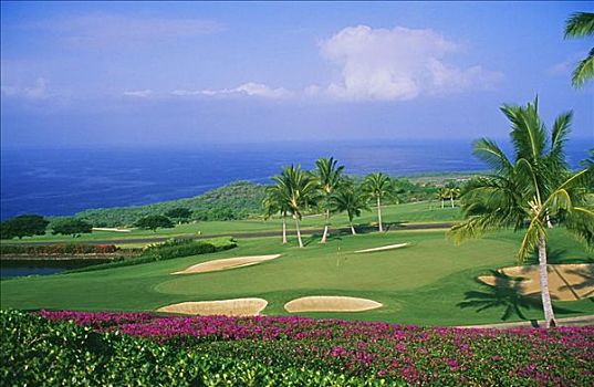 夏威夷,夏威夷大岛,南,高尔夫球场,鲜明,粉花,前景