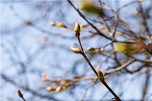 芽,树