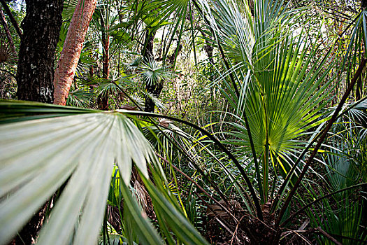 热带植物,大沼泽地国家公园,佛罗里达,美国