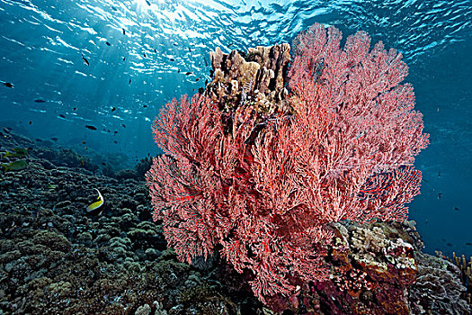 珊瑚礁,打结,珊瑚,大堡礁,太平洋,澳大利亚,大洋洲