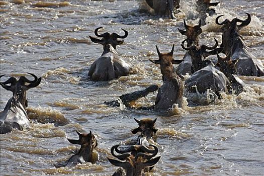 肯尼亚,马赛马拉,纳罗克地区,角马,游泳,马拉河,迁徙,塞伦盖蒂国家公园,坦桑尼亚北部,马赛马拉国家保护区,南方,鳄鱼,一个
