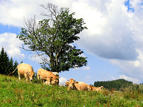 母牛,牧群,树下,正面,天空