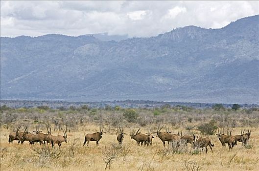 肯尼亚,西察沃国家公园,牧群,长角羚羊,干燥,山峦,支配,风景