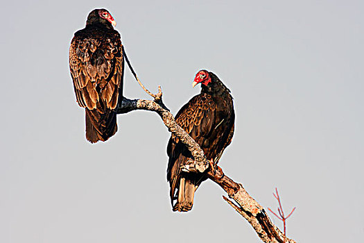 美洲鹫,红头美洲鹫,一对,大沼泽地国家公园,佛罗里达