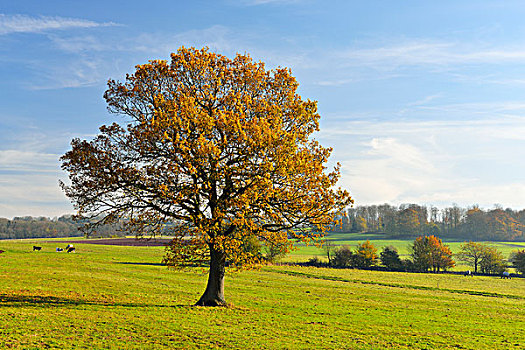 橡树,秋天,黑森州,德国