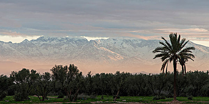 树,积雪,山,背景,阿特拉斯山脉,马拉喀什,摩洛哥