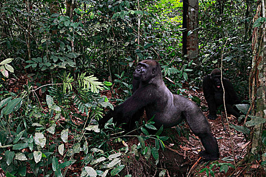 西部低地大猩猩,大猩猩,15岁,银背大猩猩,展示,局部,高原,国家公园,加蓬