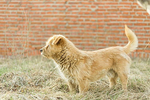 狗犬