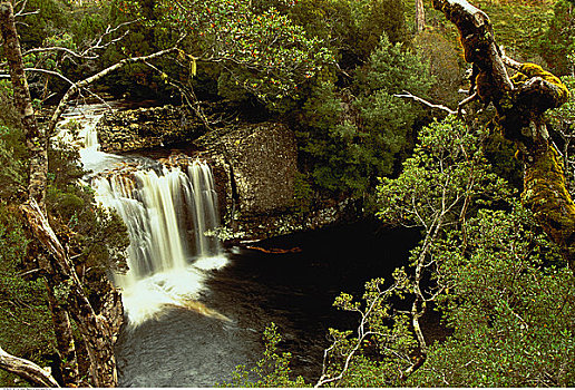 瀑布,叶子,走,摇篮山,塔斯马尼亚,澳大利亚