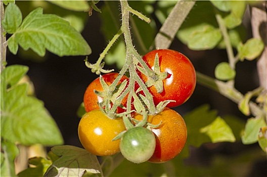 西红柿,灌木